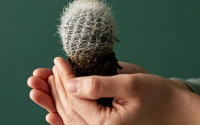 Suculentas: amor a primera vista