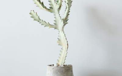 Decorar con suculentas: 5 ideas sencillas para que se vean bien de verdad