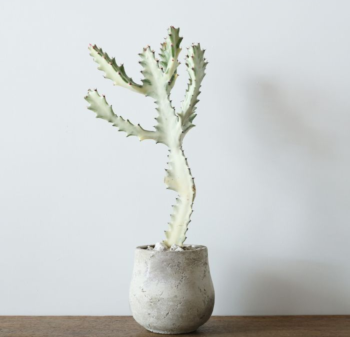 Decorar con suculentas: 5 ideas sencillas para que se vean bien de verdad